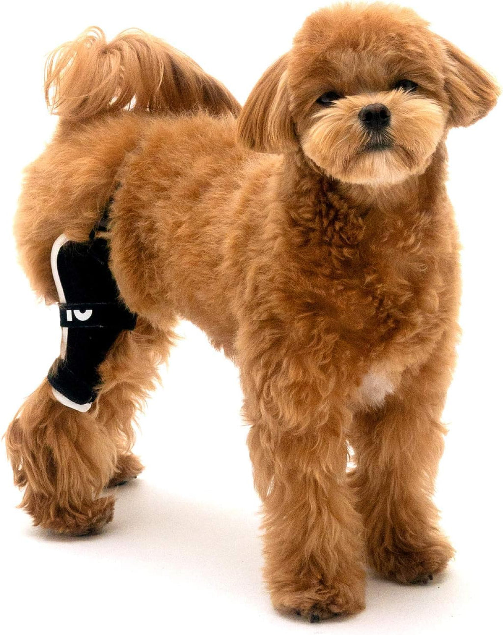 Neoprene Dog Knee Brace with Patella Tracker I7580