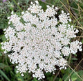 Queen Anne's Lace - 200 Seeds X358769