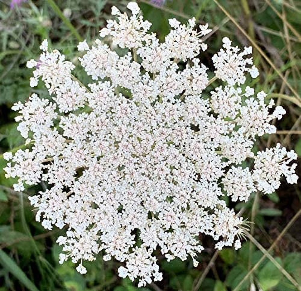 Queen Anne's Lace - 200 Seeds X358769
