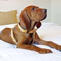 Camel Leather Dog Harness P935644