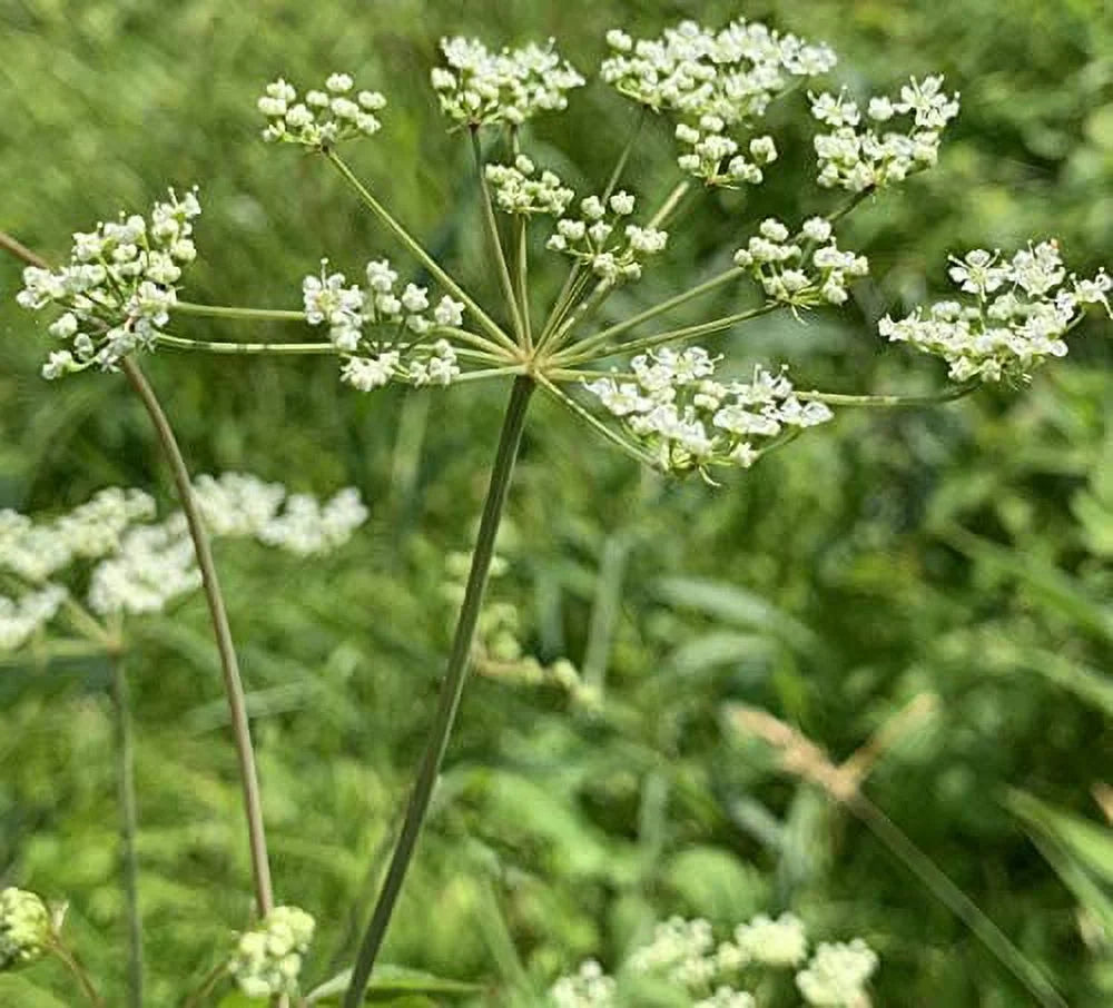 Queen Anne's Lace - 200 Seeds X358769