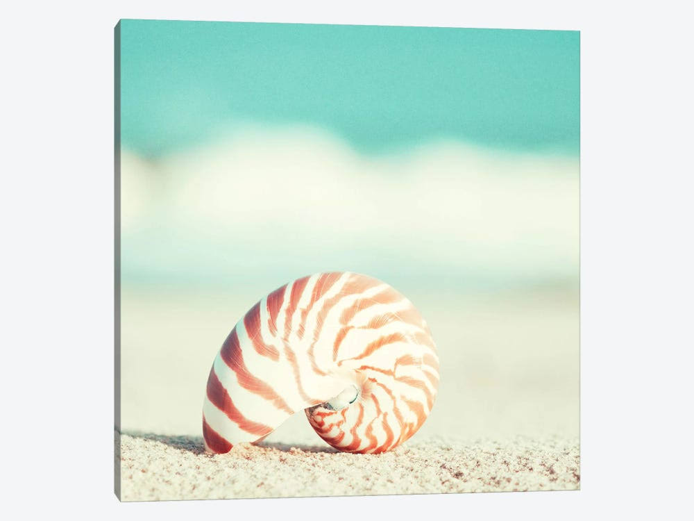 Canvas Art Picture - Nautilus U62463