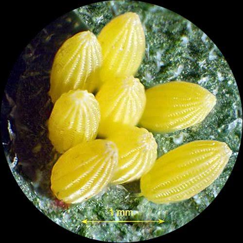 Trinocular Stereo Microscope, 20X/40X/80X Magnification, Single-Arm Boom Stand R16920