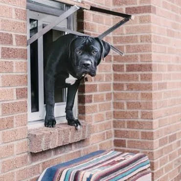 Bronze Large Pet Door N66085
