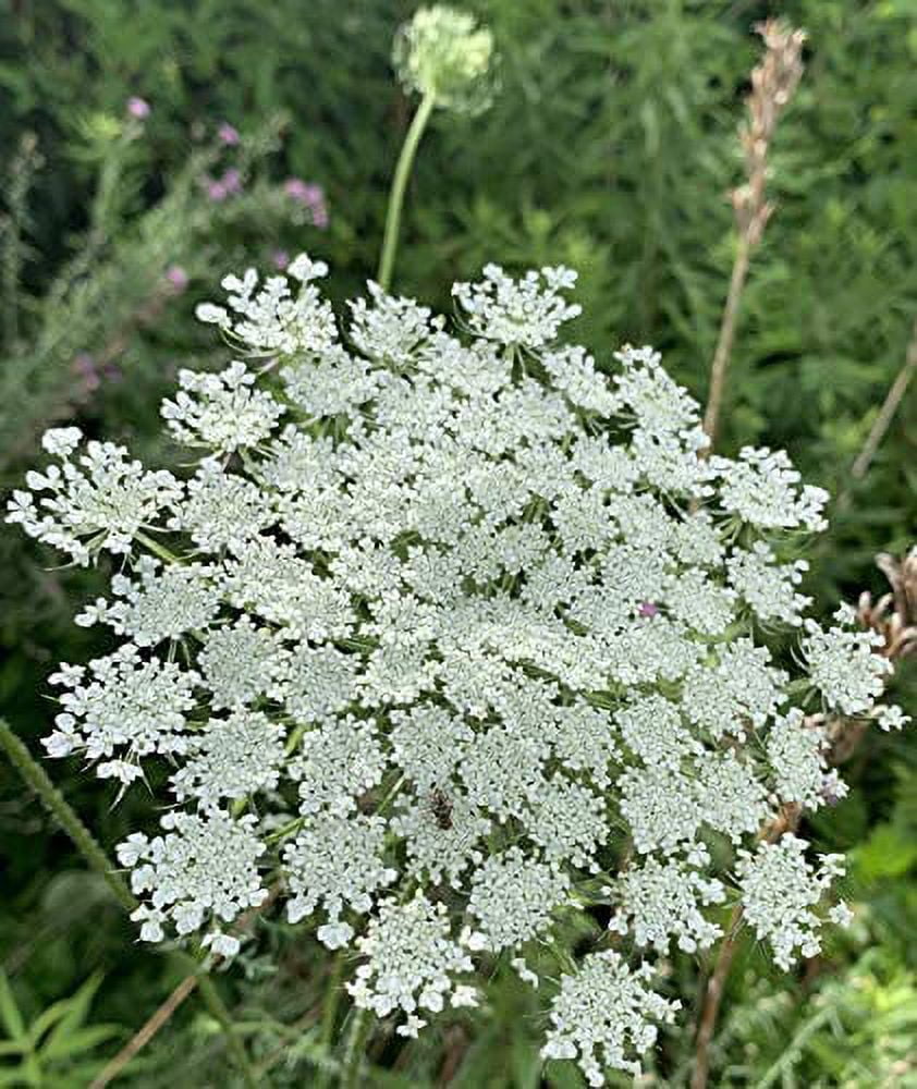Queen Anne's Lace - 200 Seeds X358769